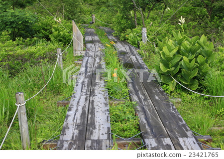 Mawahara Mire在夏天 23421765