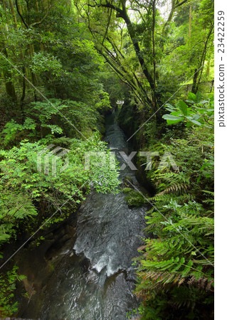 Kirishima Shinsui Gorge 23422259