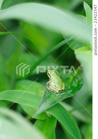 草下的凍雨 23422547