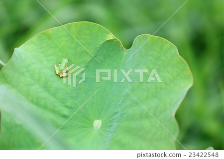 在蓮花葉子的冷凍米葉子 23422548