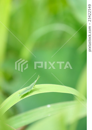 Ovebuta在草地上 23422549