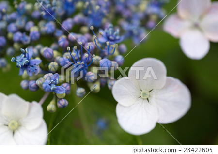 Her hydrangeas stamens 23422605