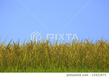 Impression of fruit fall Rice background blue sky Impression of fruit fall Rice background blue sky 23422671
