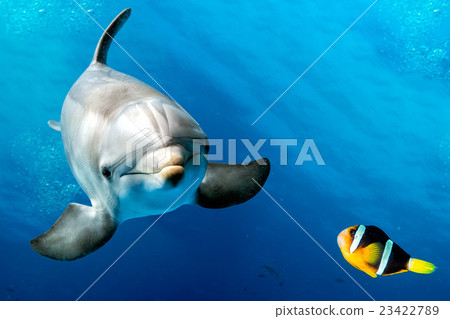dolphin underwater on blue with clown fish nemo 23422789