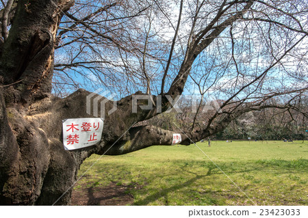 Tree climbing prohibition paste Tree climbing prohibition paste 23423033