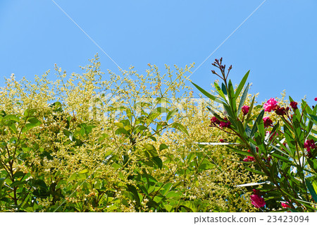 Yellow flowers and blue sky in the full bloom Yellow flowers and blue sky in the full bloom 23423094