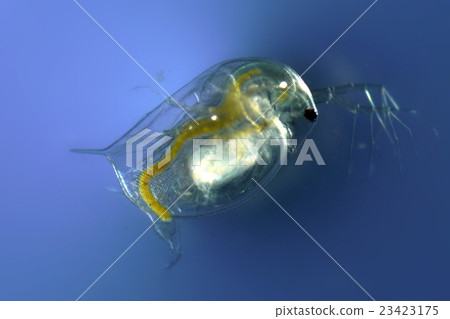 水蚤 23423175