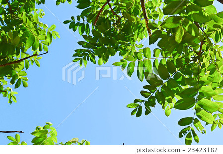 Big leaves and blue sky of Onigurumi 23423182