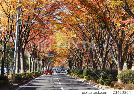 秋葉的Keyaki-dori _鳥取縣米子市 23423864