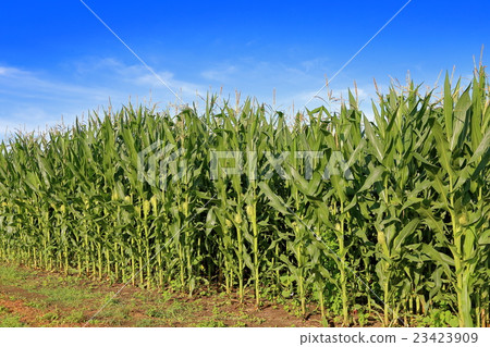 Corn field 23423909