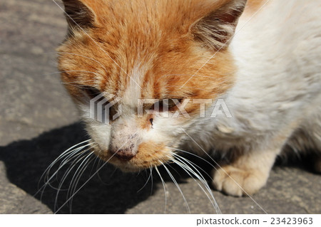 An angry cat 23423963