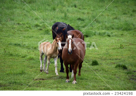 Horse Horse 23424198