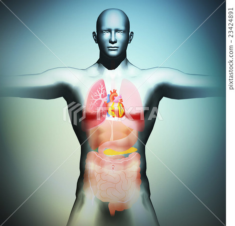 Human body model and internal organs 23424891