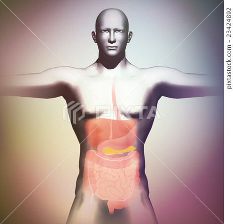 Human body model and internal organs 23424892