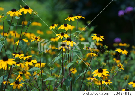Rudbeckia · Takao The language of flowers is "correct choice" 23424912