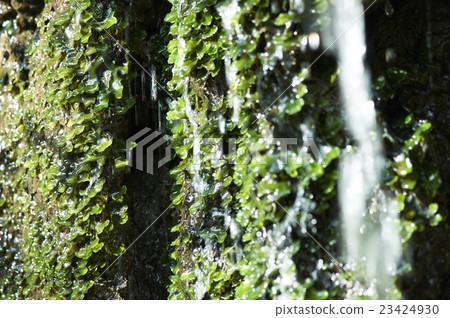 Moss mint Moss mint 23424930