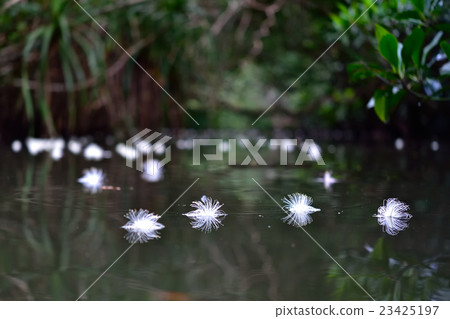 Sagaribana floating in the river 23425197