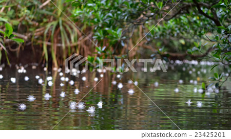 Sagaribana漂浮在河裡 Sagaribana漂浮在河裡 23425201