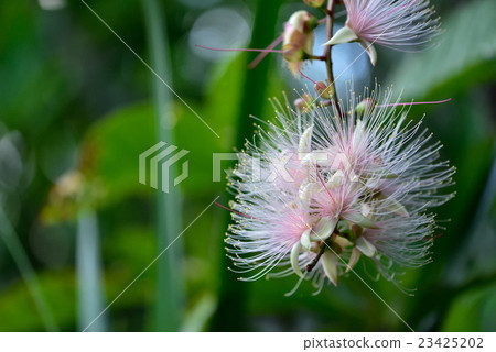 粉紅色的sagaribana 23425202