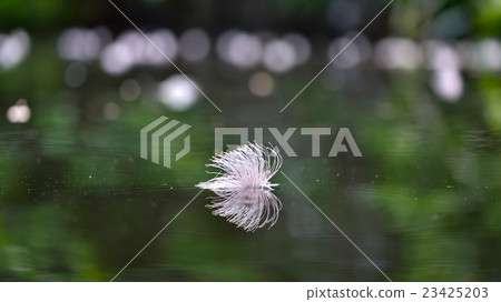 Sagaribana floating in the river 23425203