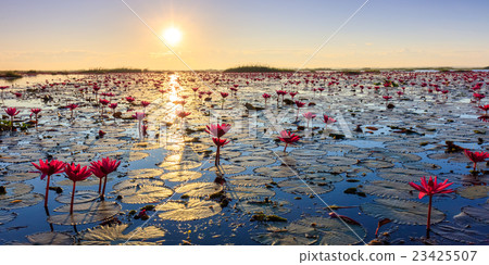 The sea of red lotus, Udon Thani, Thailand The sea of red lotus, Udon Thani, Thailand 23425507