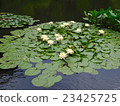 水錶面上的黃色蓮花 23425725