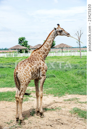 One giraffe eating a leaf. One giraffe eating a leaf. 23425830