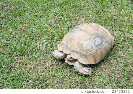 turtle stand on the grass. turtle stand on the grass. 23425832