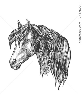 Calm looking horse head sketch with curly mane. Calm looking horse head sketch with curly mane. 23426220