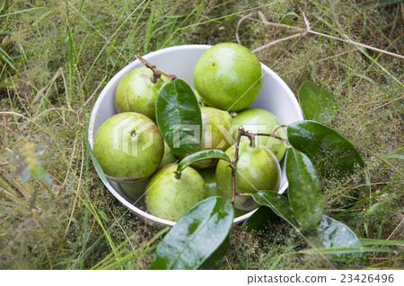 star apple ripe fruit in a bowl on the grass 23426496