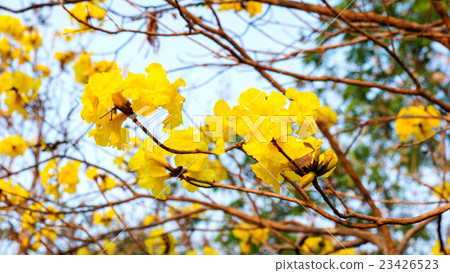 Yellow tabebuia flowers blossom with blue sky. Yellow tabebuia flowers blossom with blue sky. 23426523