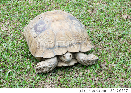 turtle stand on the grass. turtle stand on the grass. 23426527