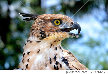 Head focus of the Changeable Hawk Eagle Head focus of the Changeable Hawk Eagle 23426657