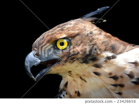 Head focus of the Changeable Hawk Eagle Head focus of the Changeable Hawk Eagle 23426658