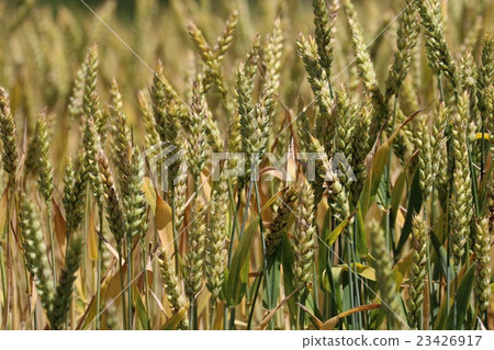 Wheat dyed in golden color. Wheat dyed in golden color. 23426917