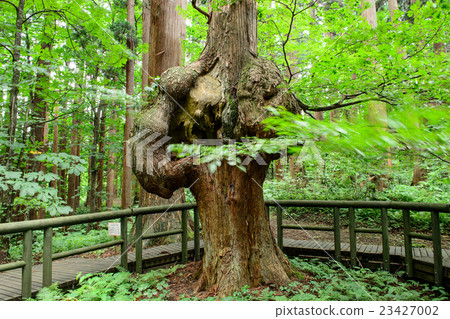 Cobbus cedar Akita ken 23427002