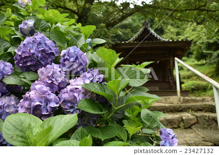 [Btsutyuu Ichinomiya] 岡山縣岡山市吉備津神社繡球花和京大社岩山宮北區 23427132