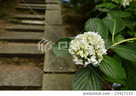 岡山縣岡山市北區吉備津神社的繡球園內盛開的白色和淺藍色的繡球花和石階 23427133