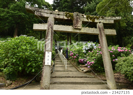 [Btsutyuu Ichinomiya]岡山縣岡山市北區吉備津神社的繡球花園和鳥居 23427135