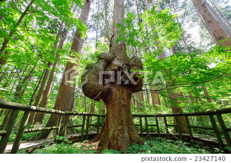 森林巨人Cove Cedar Akita 森林巨人Cove Cedar Akita 23427140