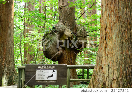 Cobbus雪松秋田肯 Cobbus雪松秋田肯 23427241