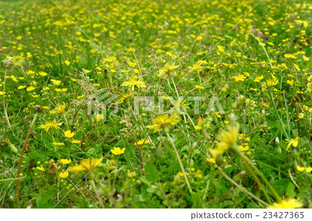 Dandelion field Dandelion field 23427365