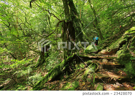 Yakushima Shiratani Unsuikyo Yakushima Shiratani Unsuikyo 23428070
