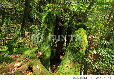 Yakushima Shiratani Unsuikyo 23428071