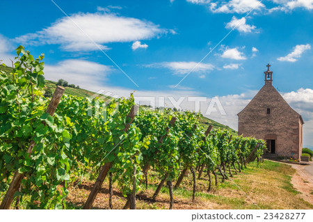Vineyard in Riquewihr Alsace France Vineyard in Riquewihr Alsace France 23428277