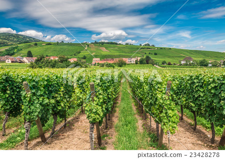 Riquewihr vineyards in Alsace France Riquewihr vineyards in Alsace France 23428278