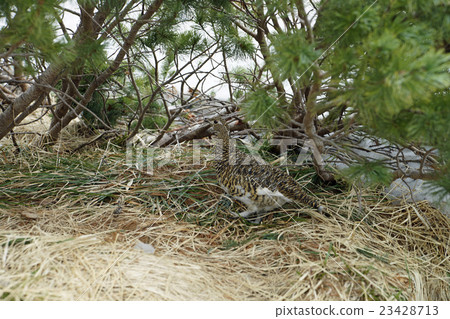 Tateyama Nihonjirotsume Tateyama Nihonjirotsume 23428713