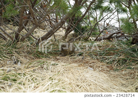 Tateyama Nihonjirotsume 23428714