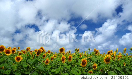 Sunflower field Sunflower field 23430301