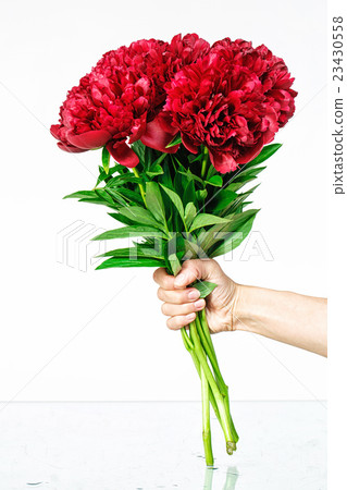 Bouquet of peonies in hand Bouquet of peonies in hand 23430558